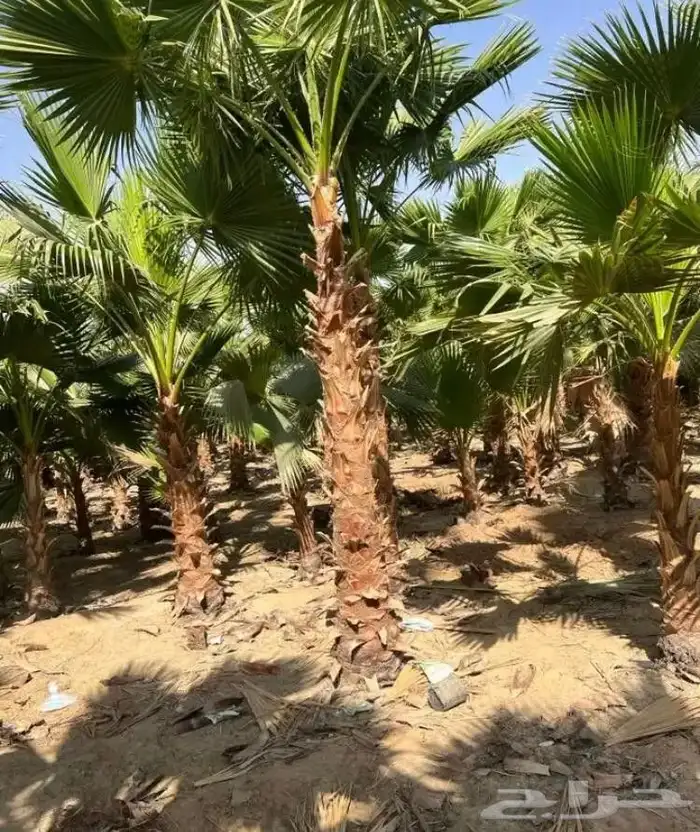 نخل واشنطني زينه امريكي ابومروحه 2