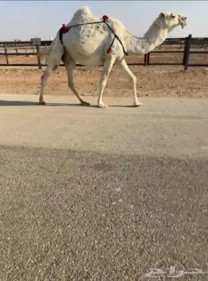 لقحة وضحاء للبيع 1