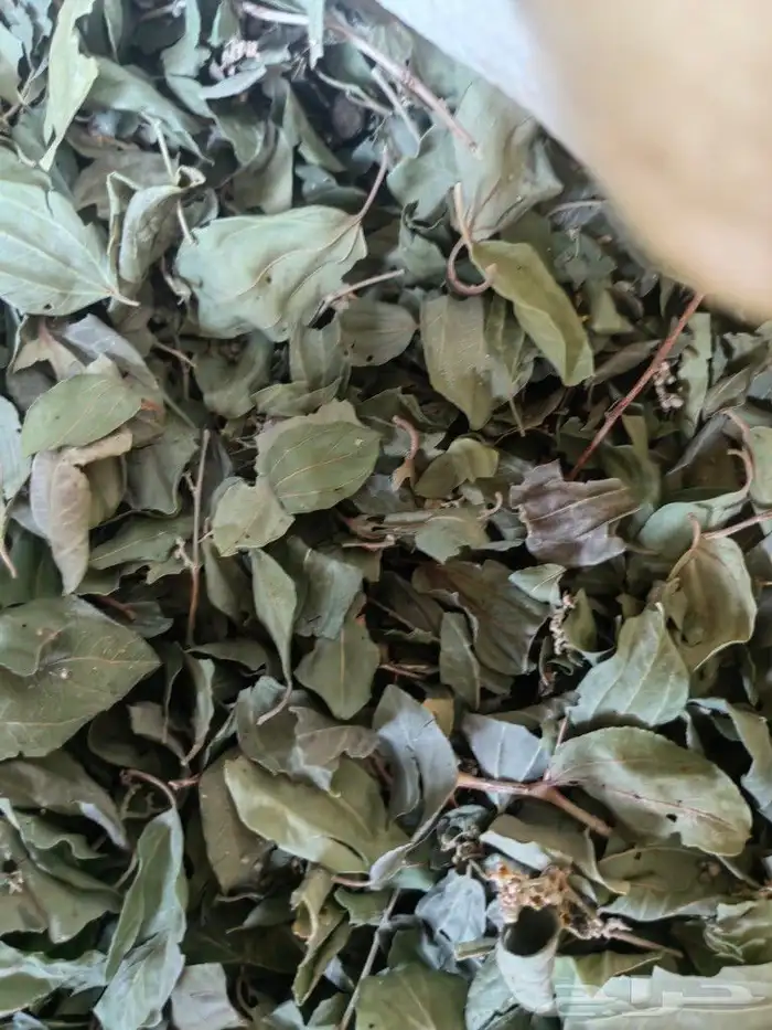 حنا عضوي وسدر بلدي من مزارع ينبع النخل.. 1