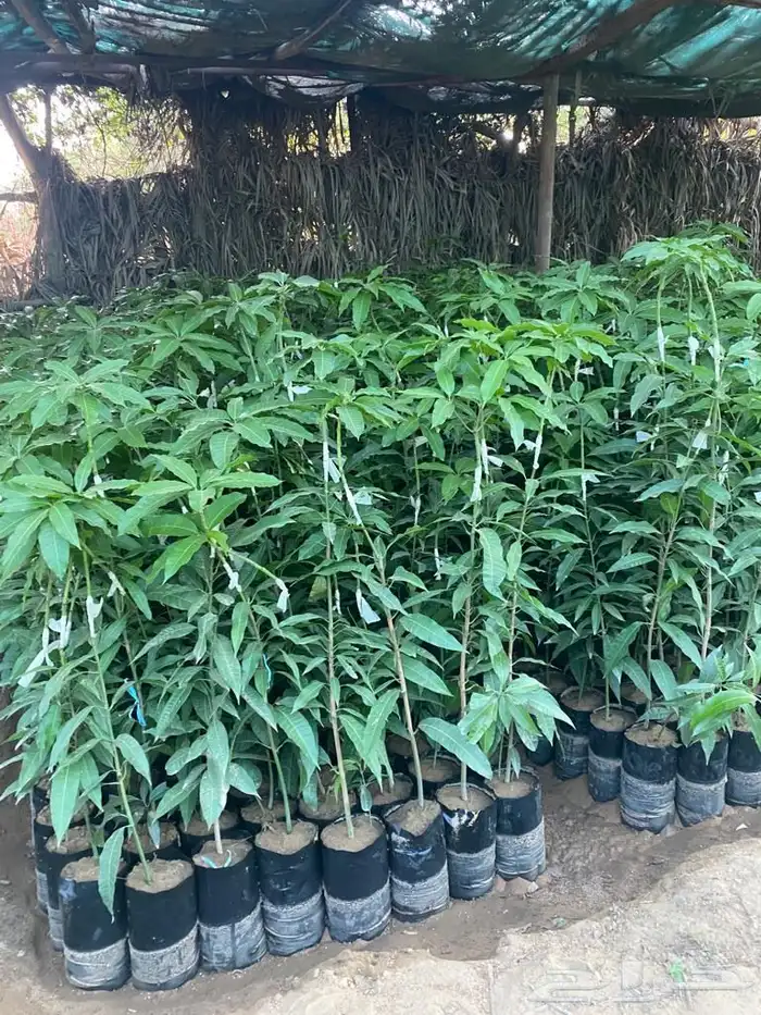 شتلات مانجو وتين رمان 10