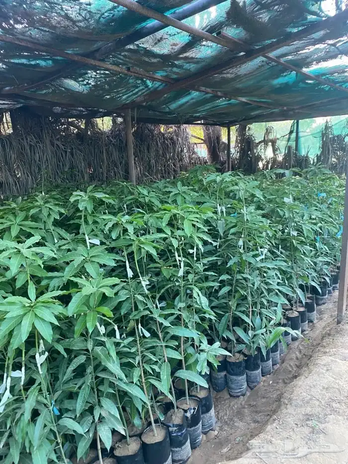 شتلات مانجو وتين رمان 11