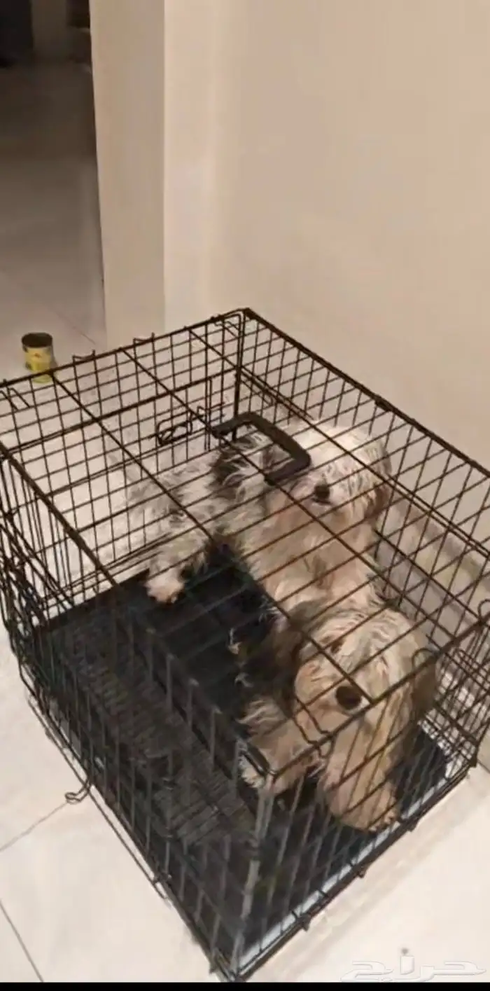 كلب مالتيز 0