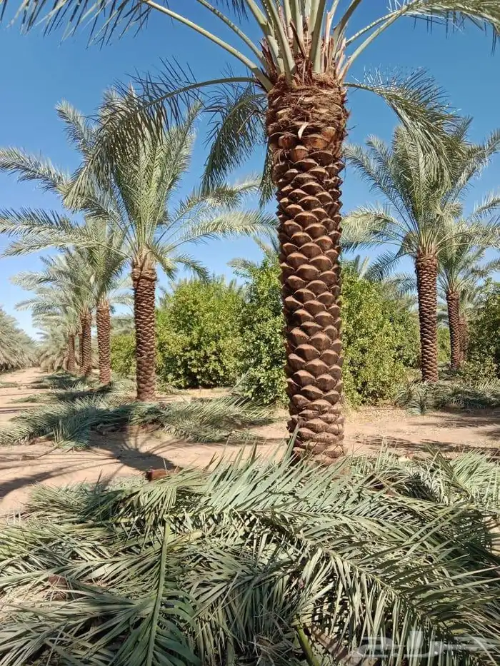 نخيل للبيع 4