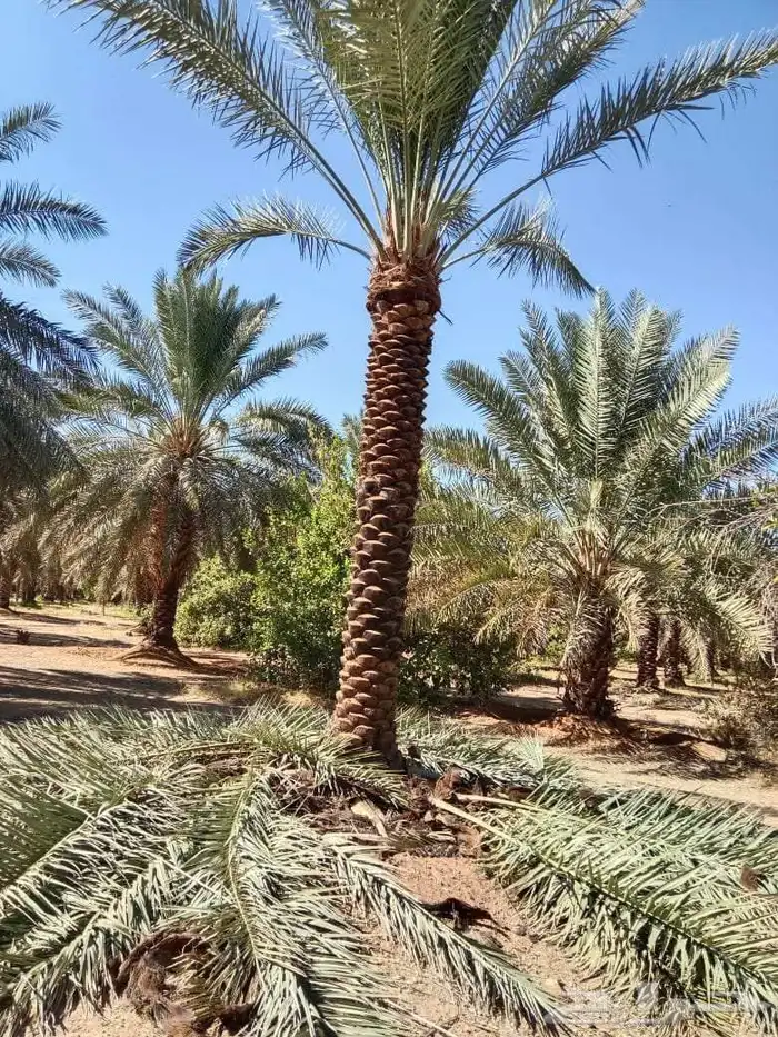 نخيل للبيع 0