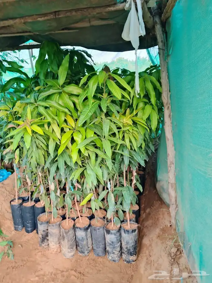 شتلات المانجو جمع انواعها توصيل إلى جميع أنحاء المملكة 4