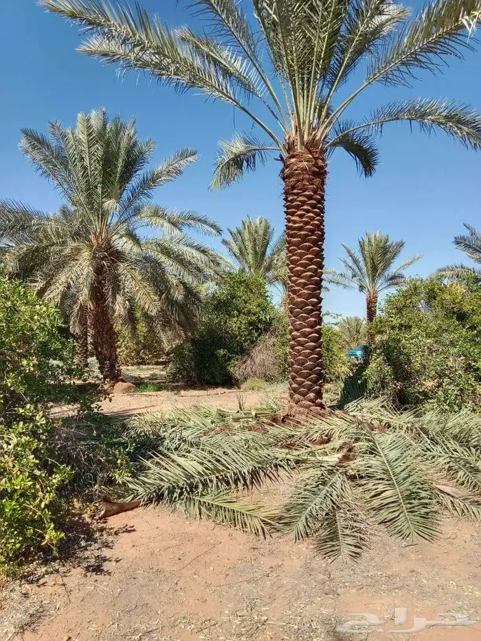 نخيل للبيع 5