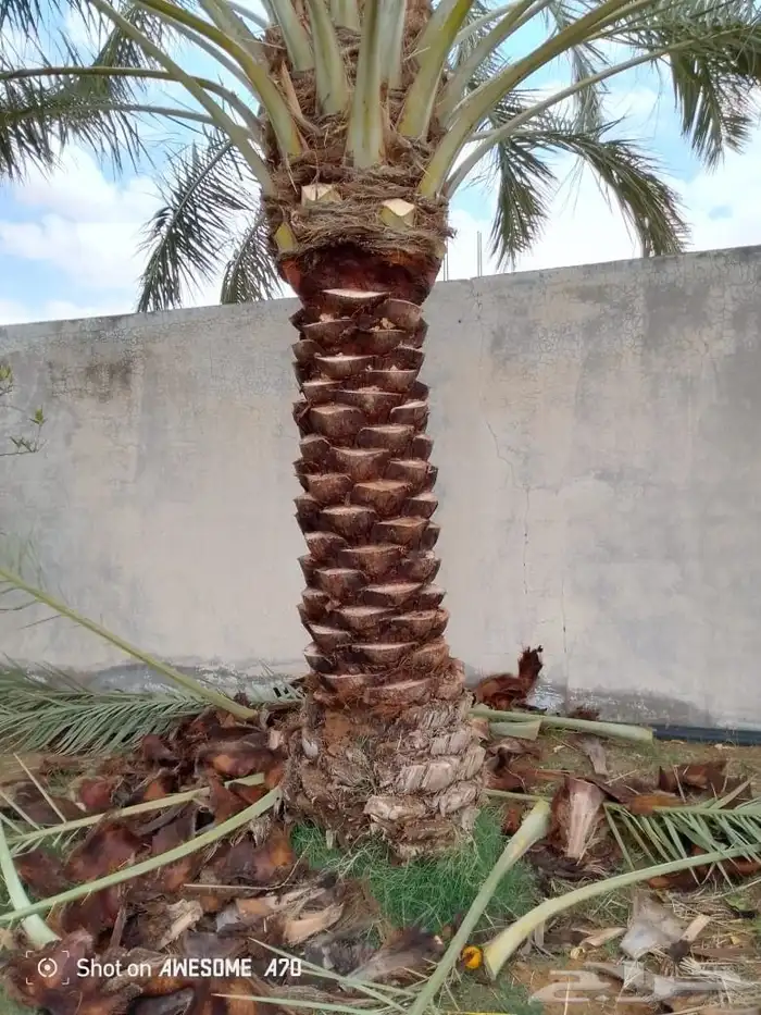 تكريب وقلع وغرس النخل والاشجار وكل شيء يخص الزراعه 0