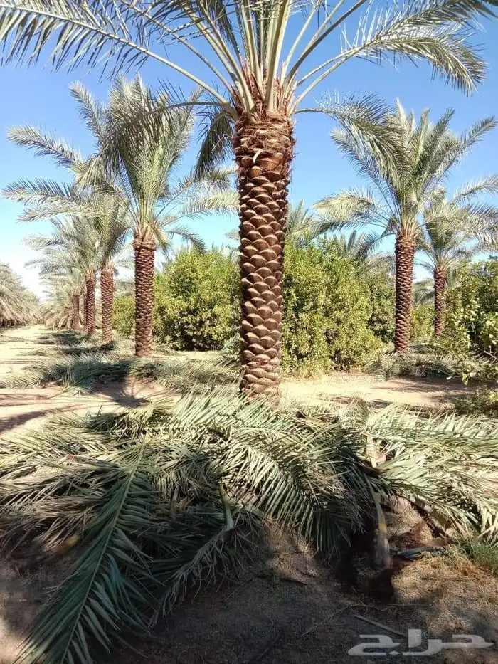 نخيل للبيع 2
