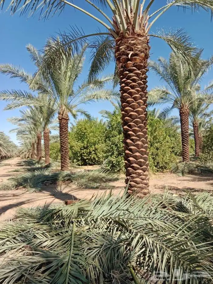 نخيل للبيع 3