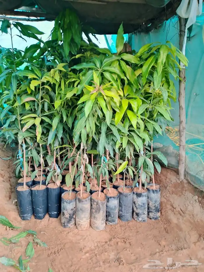 شتلات المانجو جمع انواعها توصيل إلى جميع أنحاء المملكة 3