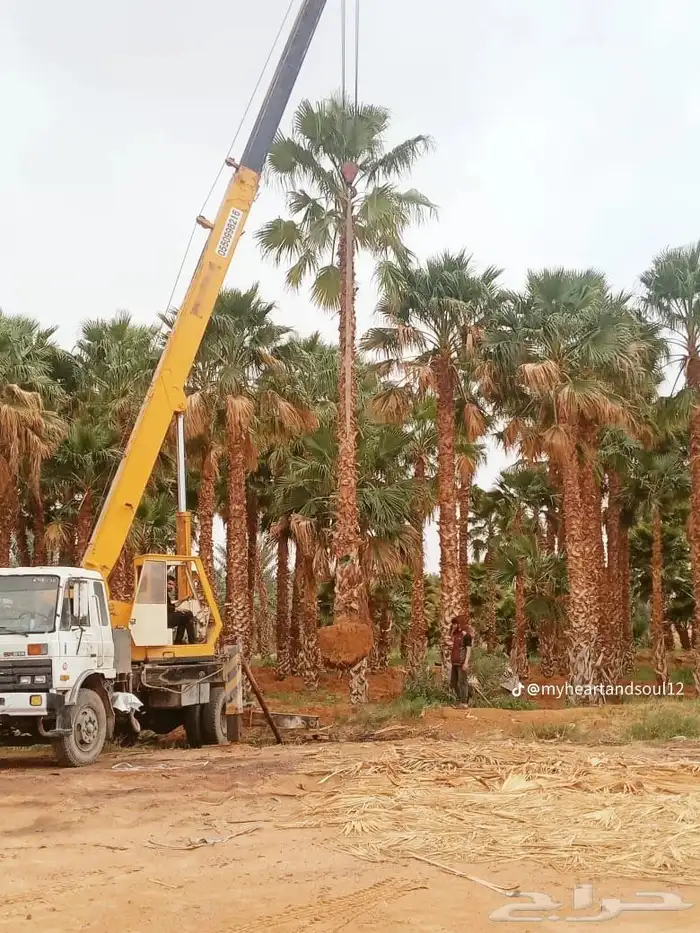 نخل واشنطني درجه اولى 5