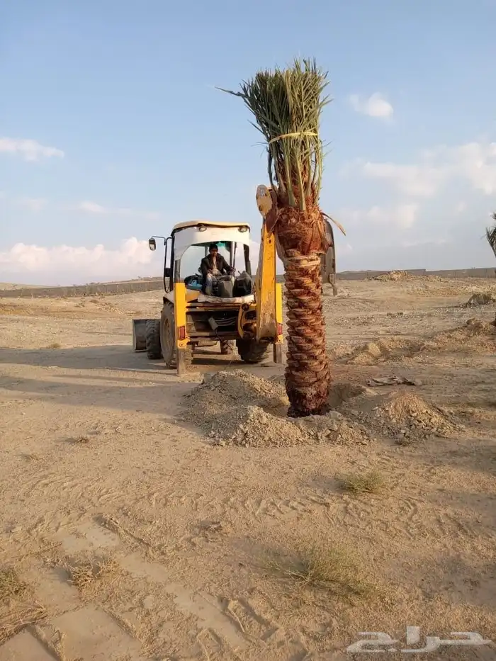 يوجد لدينا توريد جميع انواع نخيل وشبوك 5