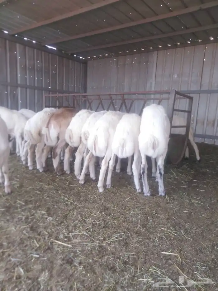 طليان ورخال بهم تربية انتاج حلالنا نظيف وسمين 0