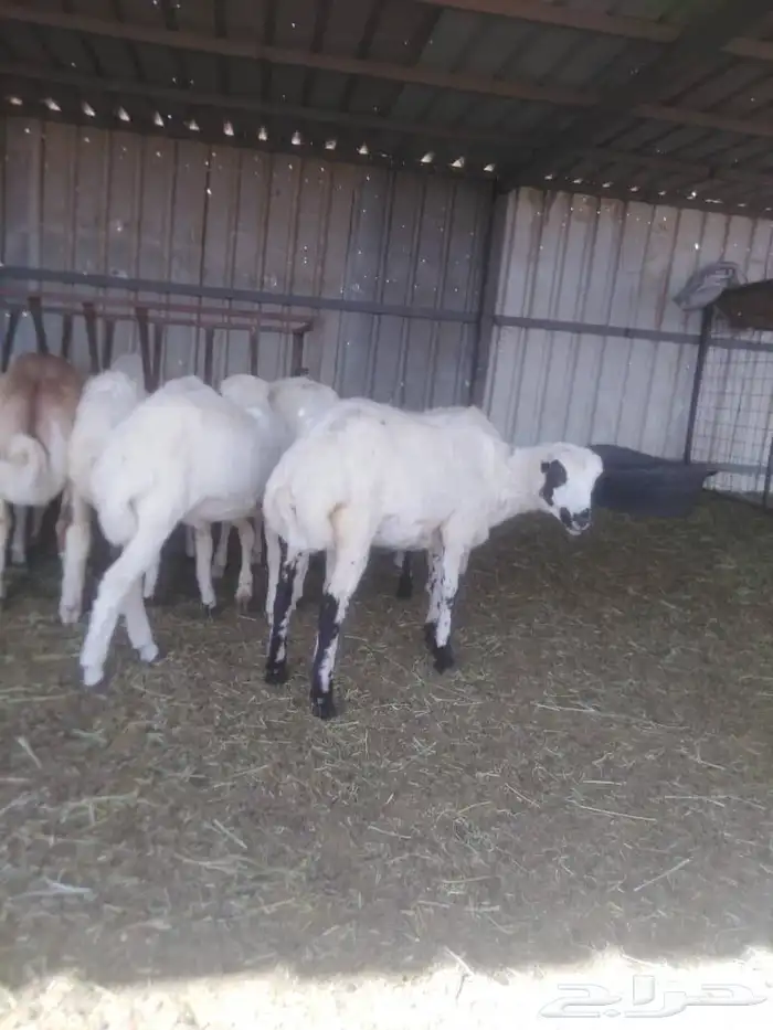 طليان ورخال بهم تربية انتاج حلالنا نظيف وسمين 4