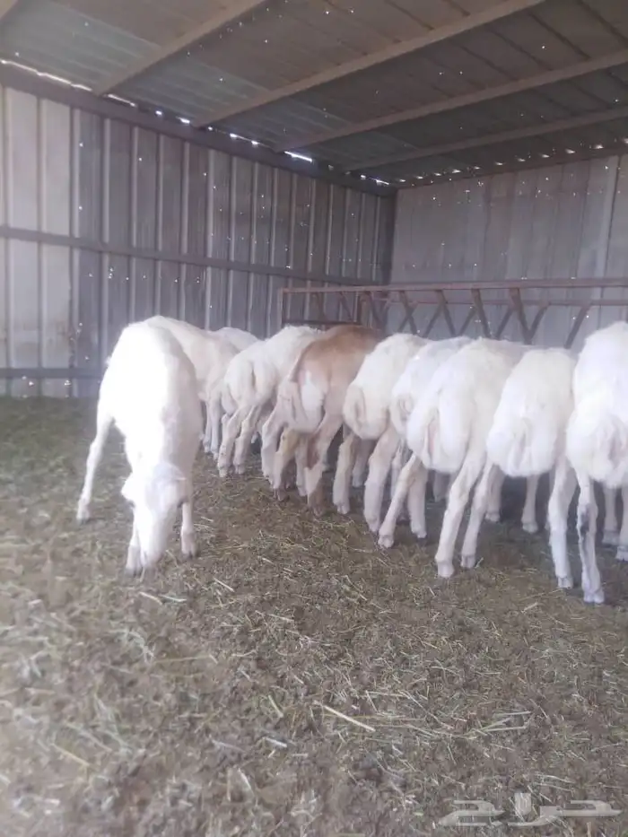 طليان ورخال بهم تربية انتاج حلالنا نظيف وسمين 2