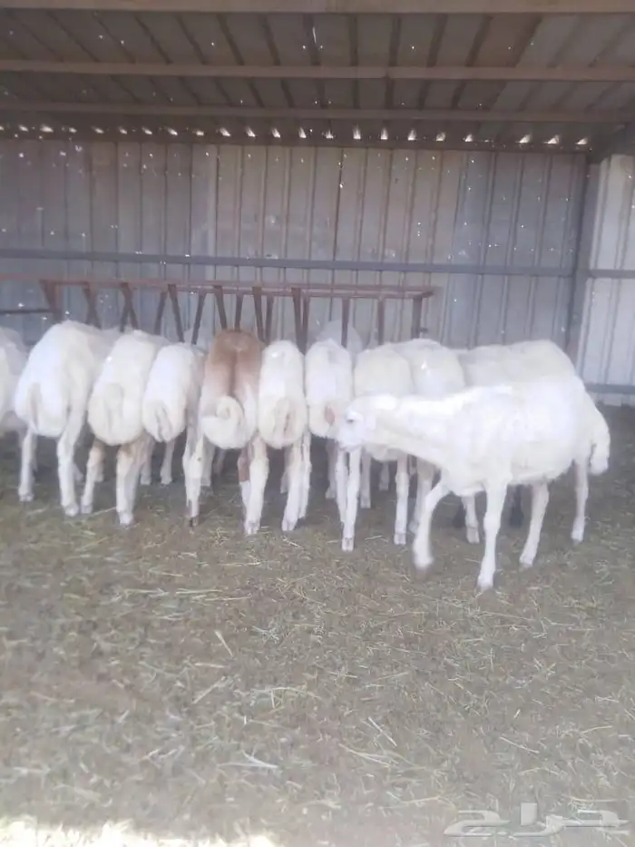 طليان ورخال بهم تربية انتاج حلالنا نظيف وسمين 1