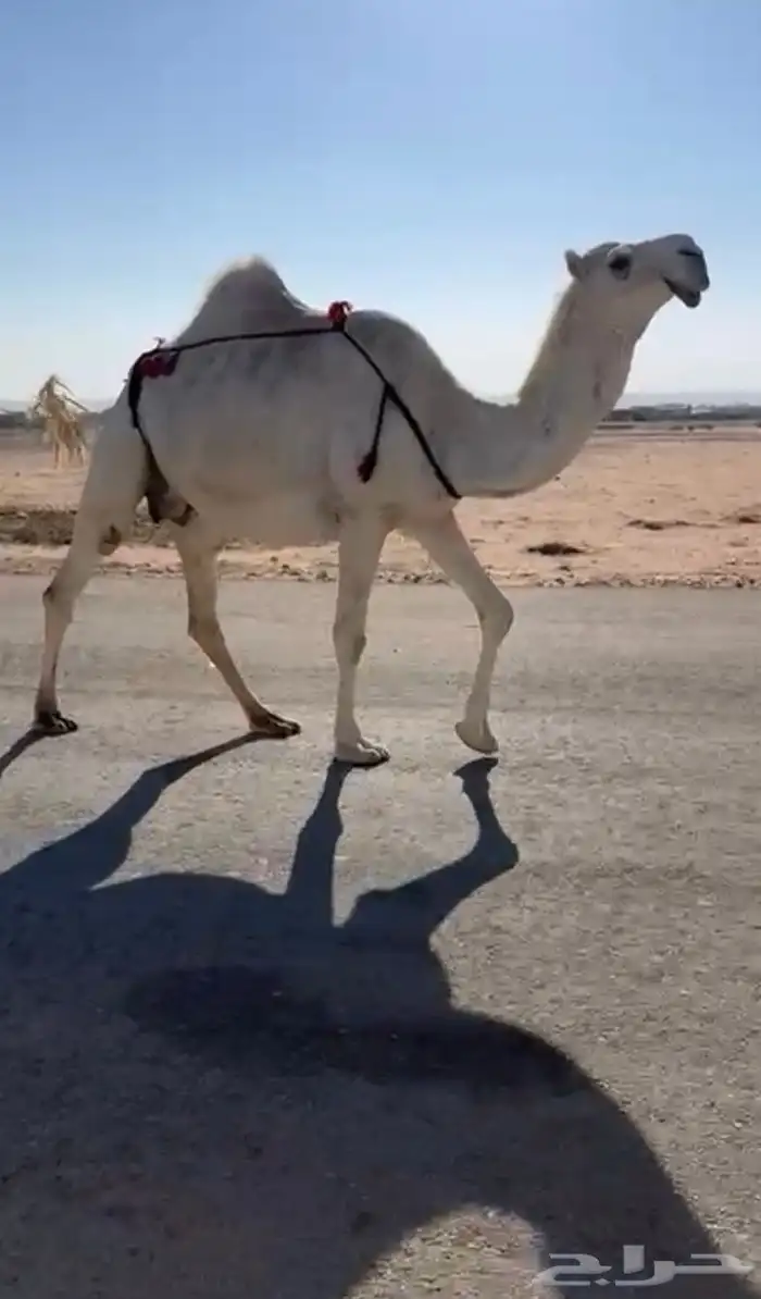 لقحة وضحاء للبيع 0