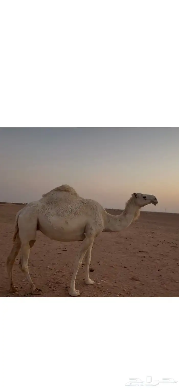 ضروبه الساس تماميه الناقه طيبه 2