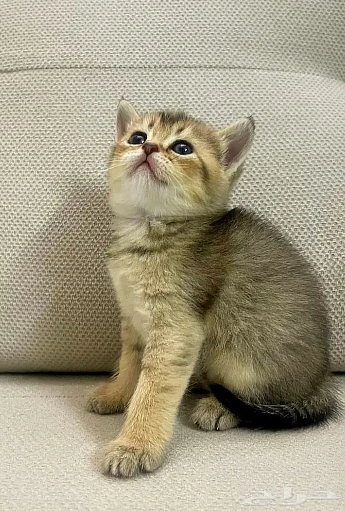 قطط سكوتش ستريت صغار للبيع 2