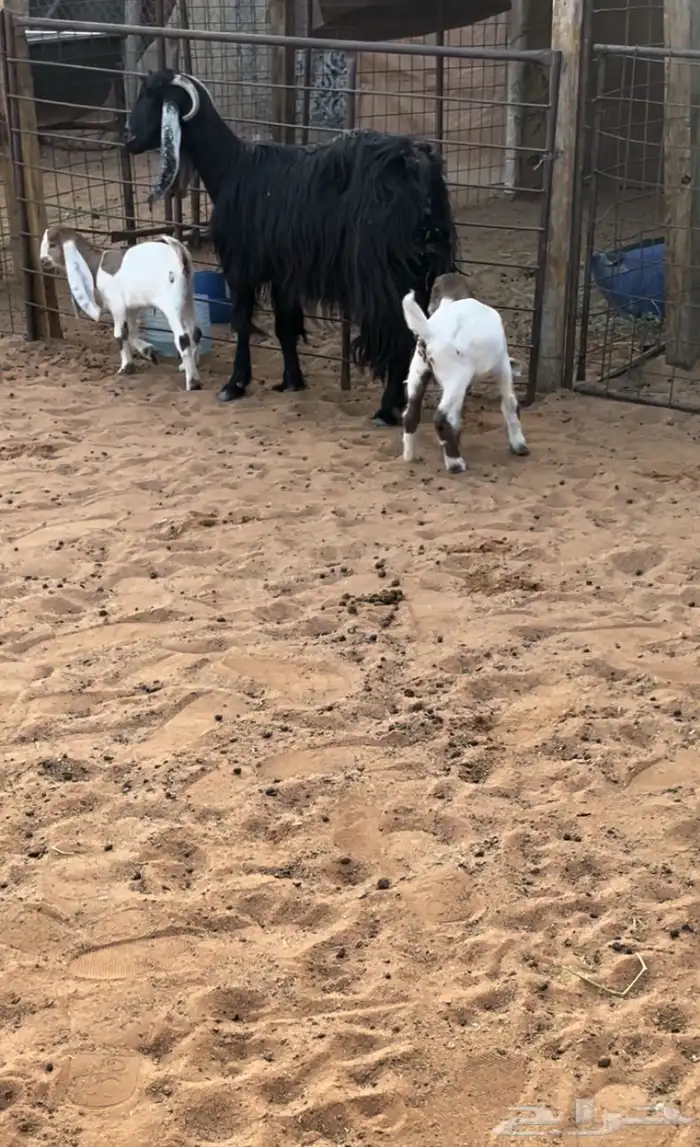 معزا متاويم 4