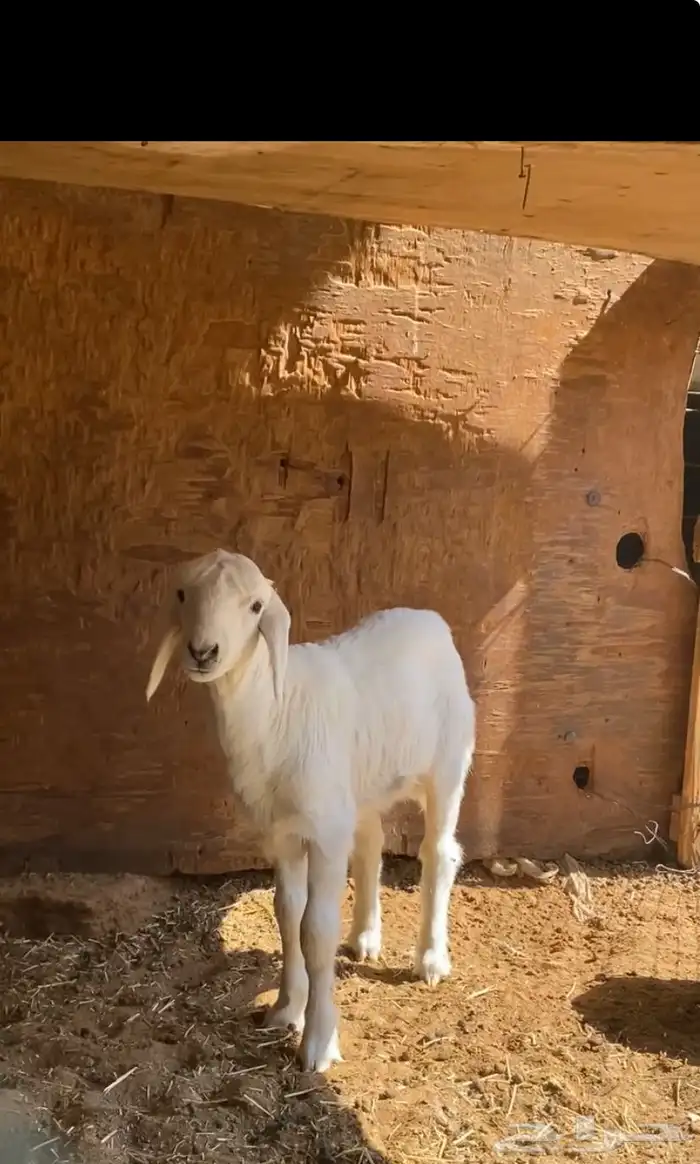 رخل حريه طيبه داغور. 1