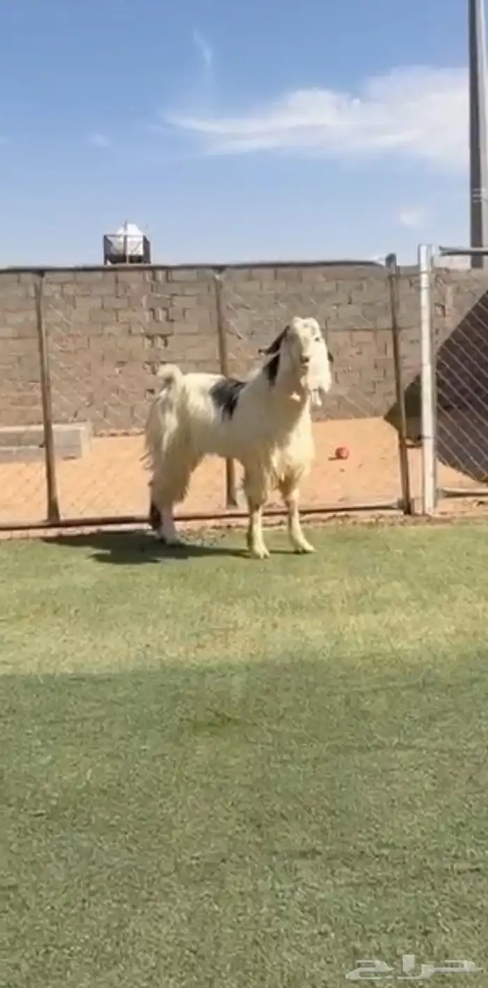 تيس ابيض مطور طيب 0