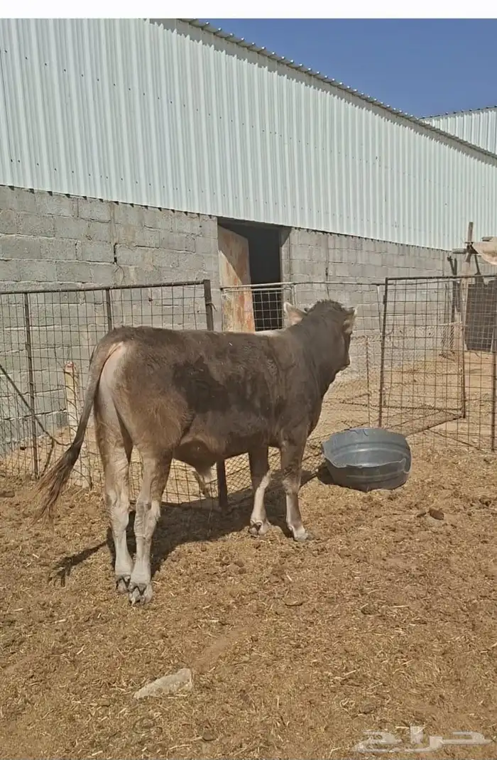 عجل الماني مشروع فحل 1