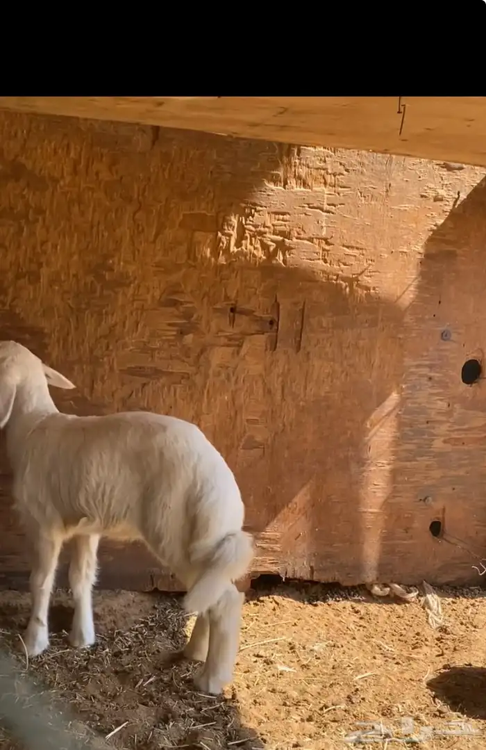 رخل حريه طيبه داغور. 0