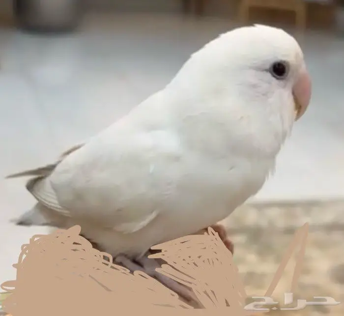 طير روز مفقود حي طيبة الدمام البينو ابيض وعيونه حمراء 0