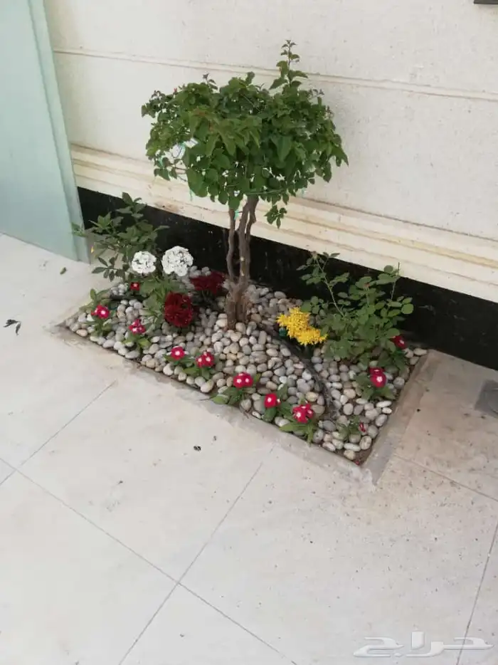 ثيل طبيعي وي ترتيب شجار 2