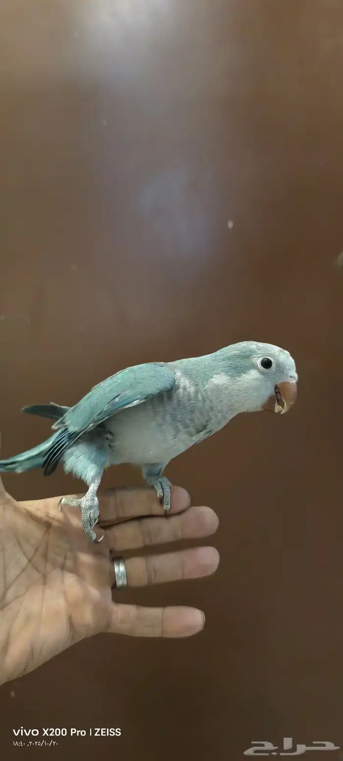 كويكر الازرق والاخضر كلهم 1500 2