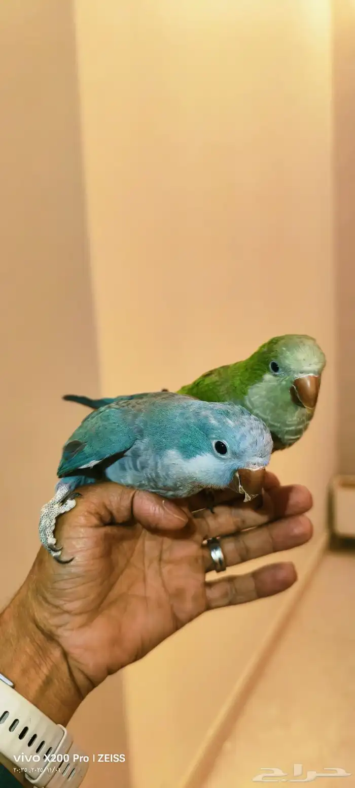 كويكر الازرق والاخضر كلهم 1500 0