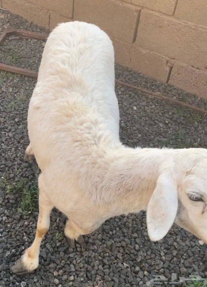 نعجه فل شحم 2