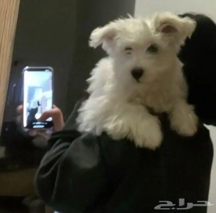 كلب مالتيز انثى 1