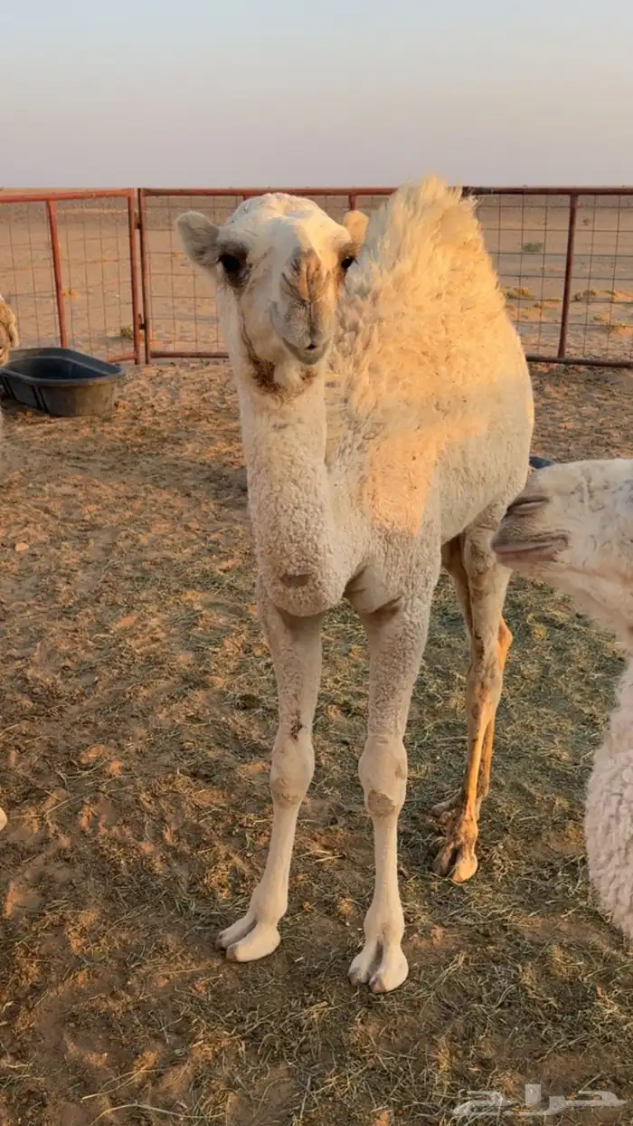 خلفه تحته بكره 6