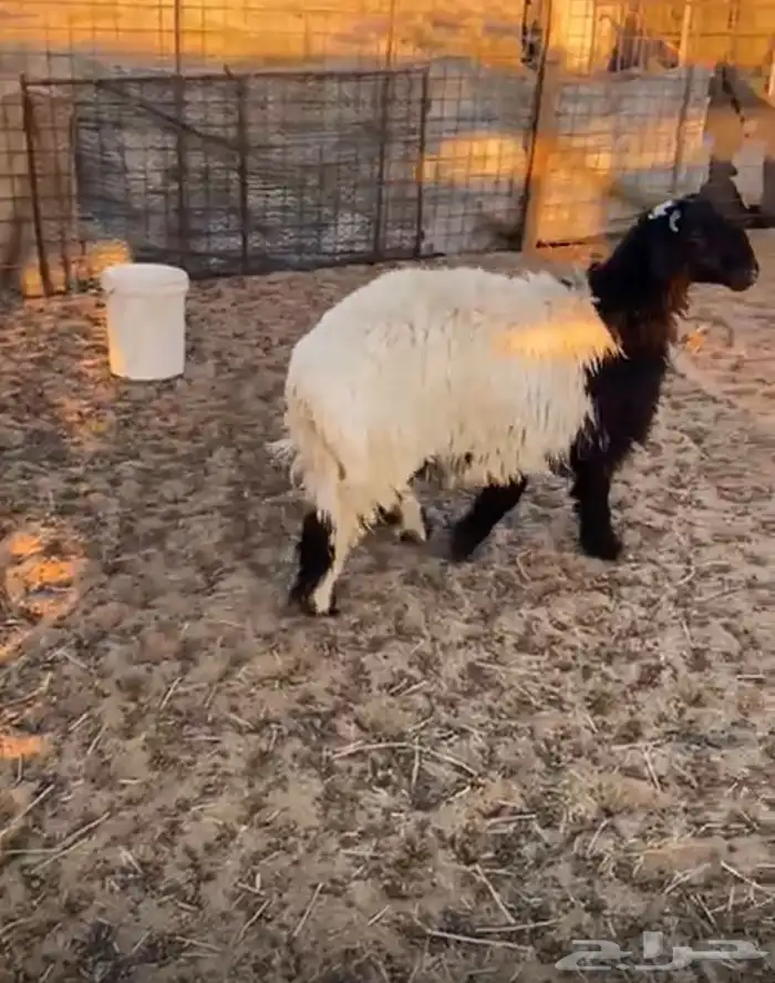 للبيع خروف نعيم الذي ثلاجه او تمايم. شرط 0