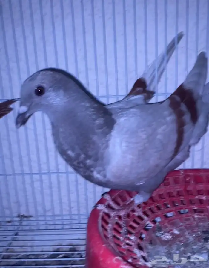 اعرض لكم حمام زاجل وفرنسي 15