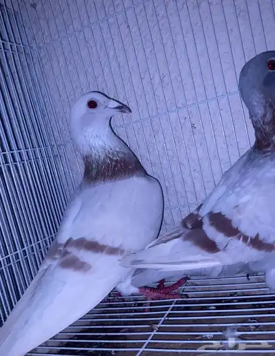 اعرض لكم حمام زاجل وفرنسي index