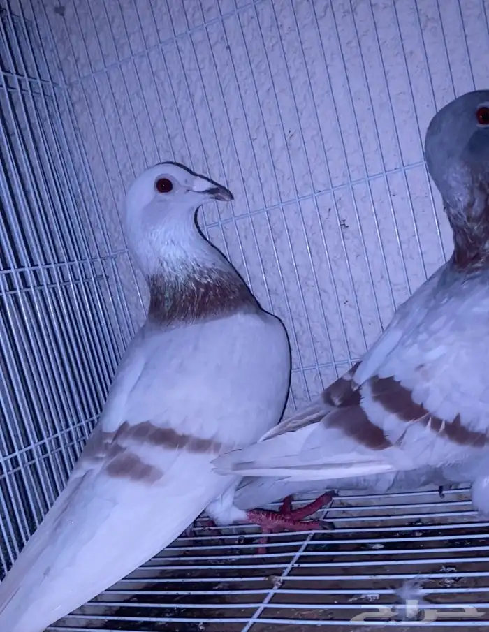 اعرض لكم حمام زاجل وفرنسي 1