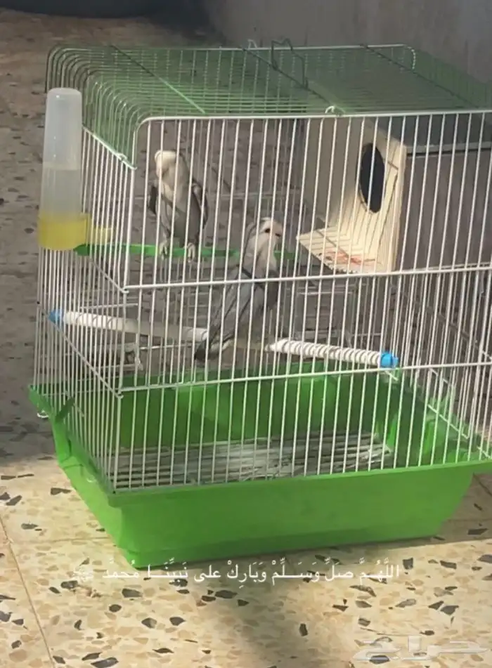 جوز روز أليف 3