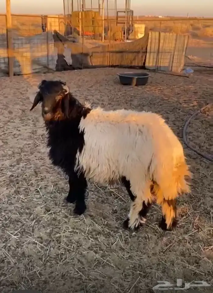 للبيع خروف نعيم الذي ثلاجه او تمايم. شرط 1