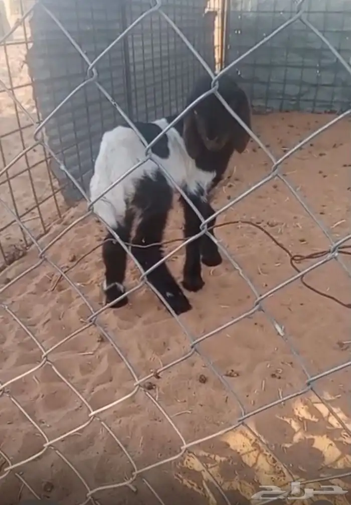 داغور نعيمي 0