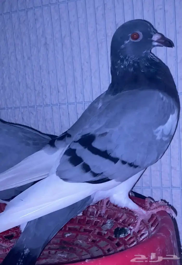 اعرض لكم حمام زاجل وفرنسي 5