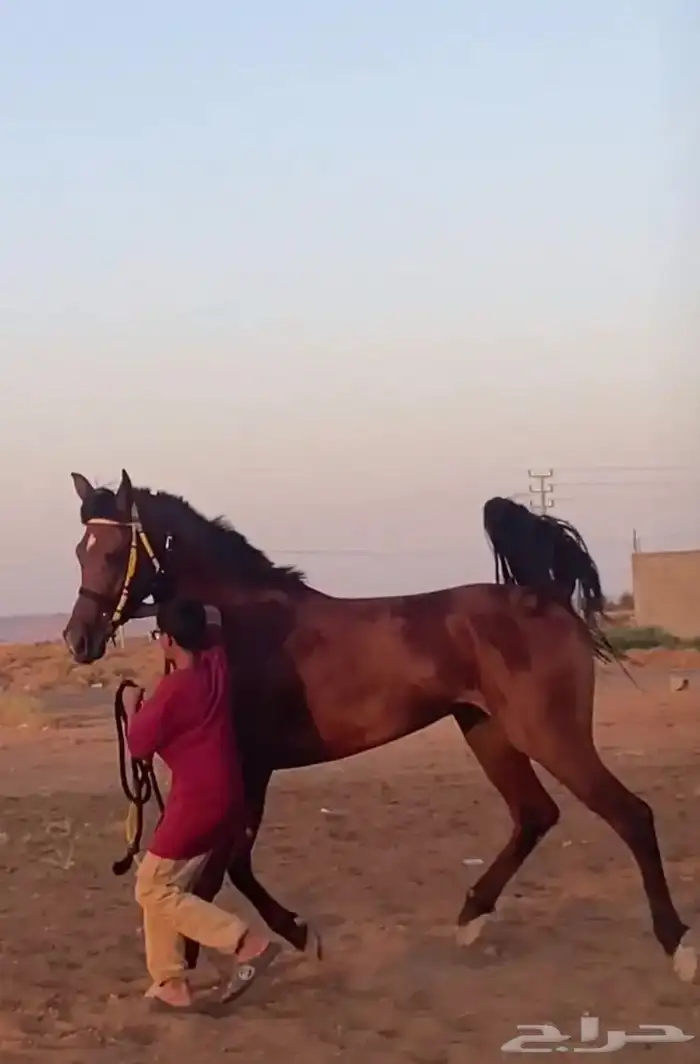 حصان شعبي شيخ 0