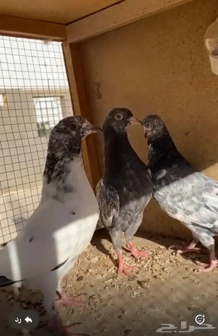 حمام باكستاني 0