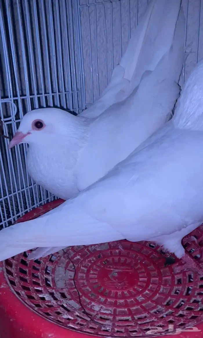 اعرض لكم حمام زاجل وفرنسي 12