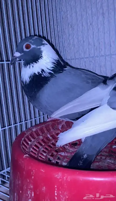 اعرض لكم حمام زاجل وفرنسي index