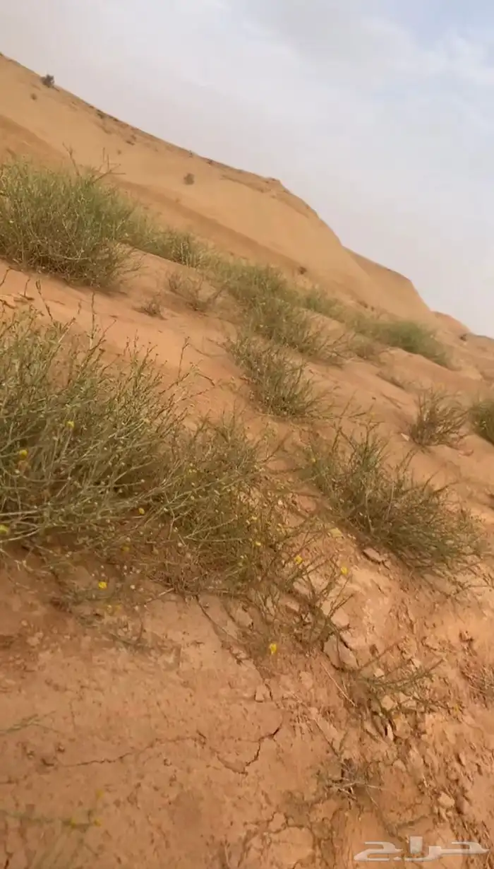 مصلى متنقل 3