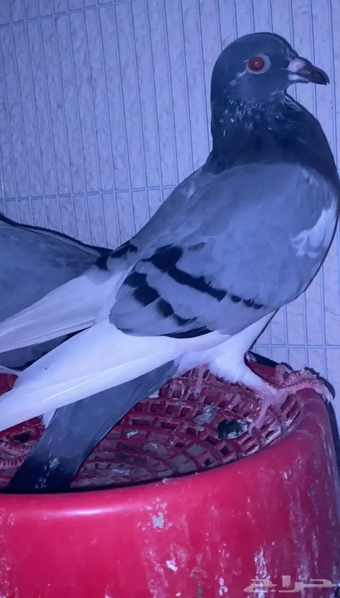 اعرض لكم حمام زاجل وفرنسي 6