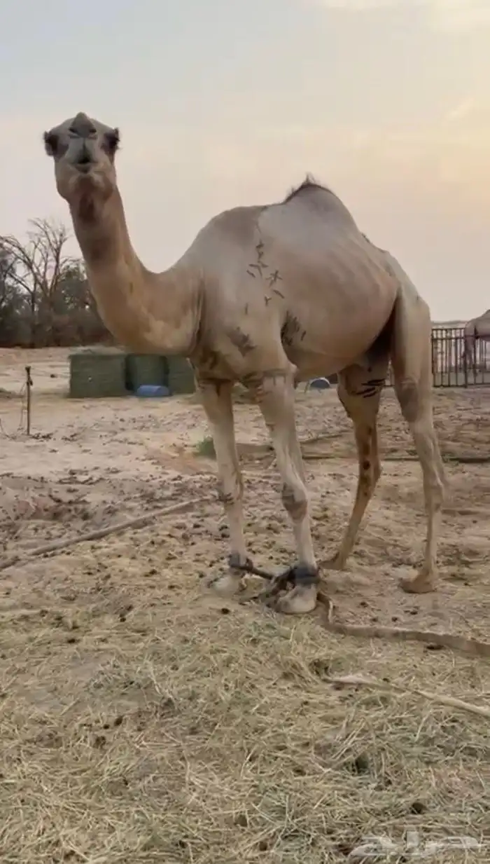 البعير للبيع 0